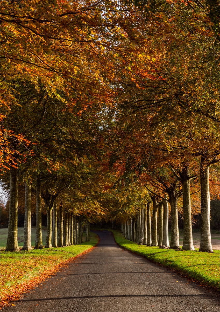 Life's a Beech Tree Avenue photographic print