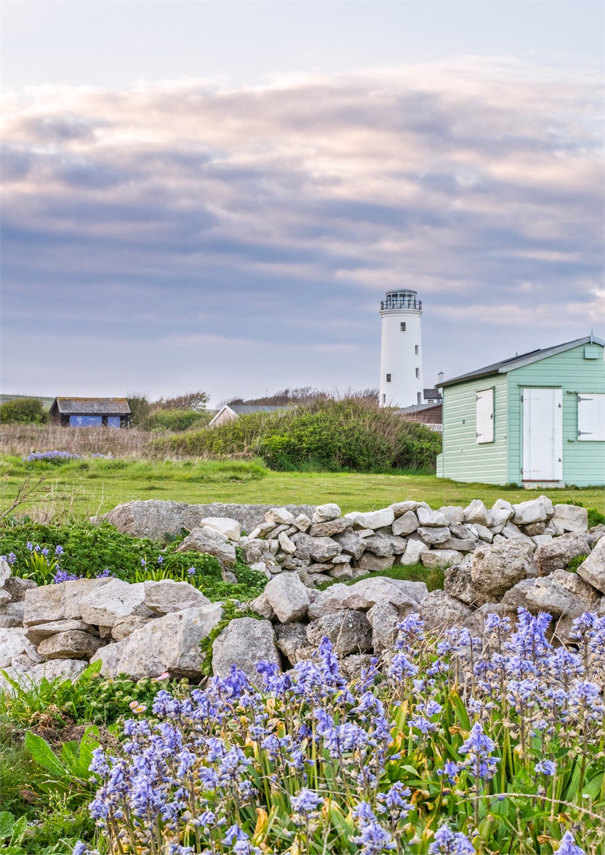 Portland Bill Bluebells photographic print