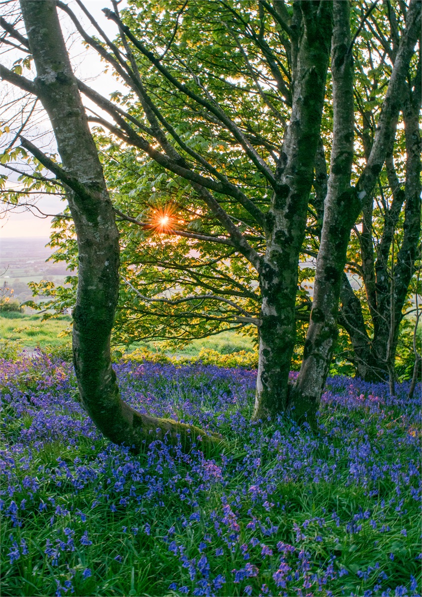 Sheltered Bluebells photographic print