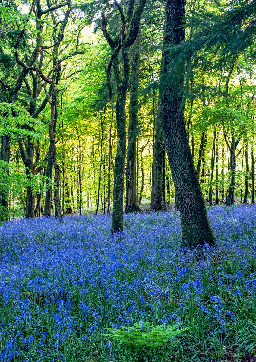 Springtime Blues photographic print