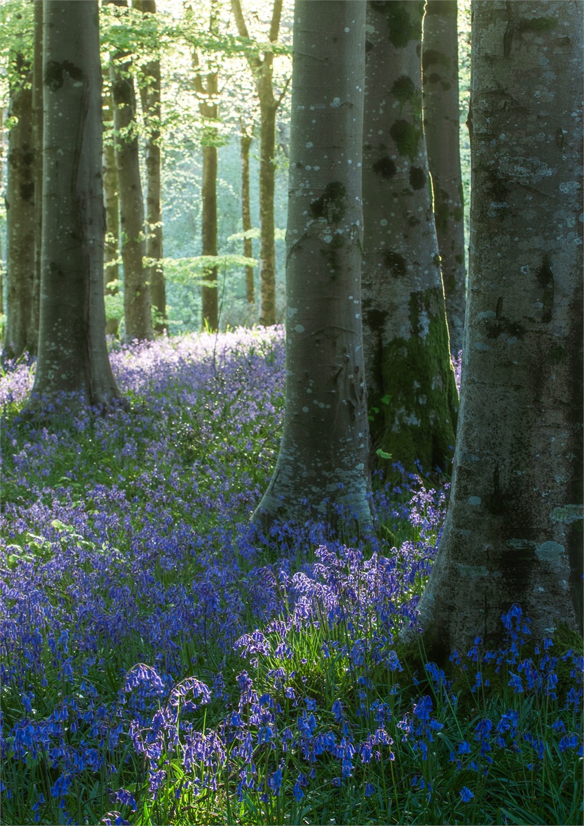 Blue Carpet photographic print